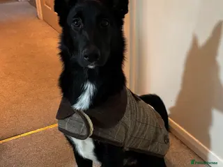 Mixed Breed dogs 6 month old Collie cross - Advert 2