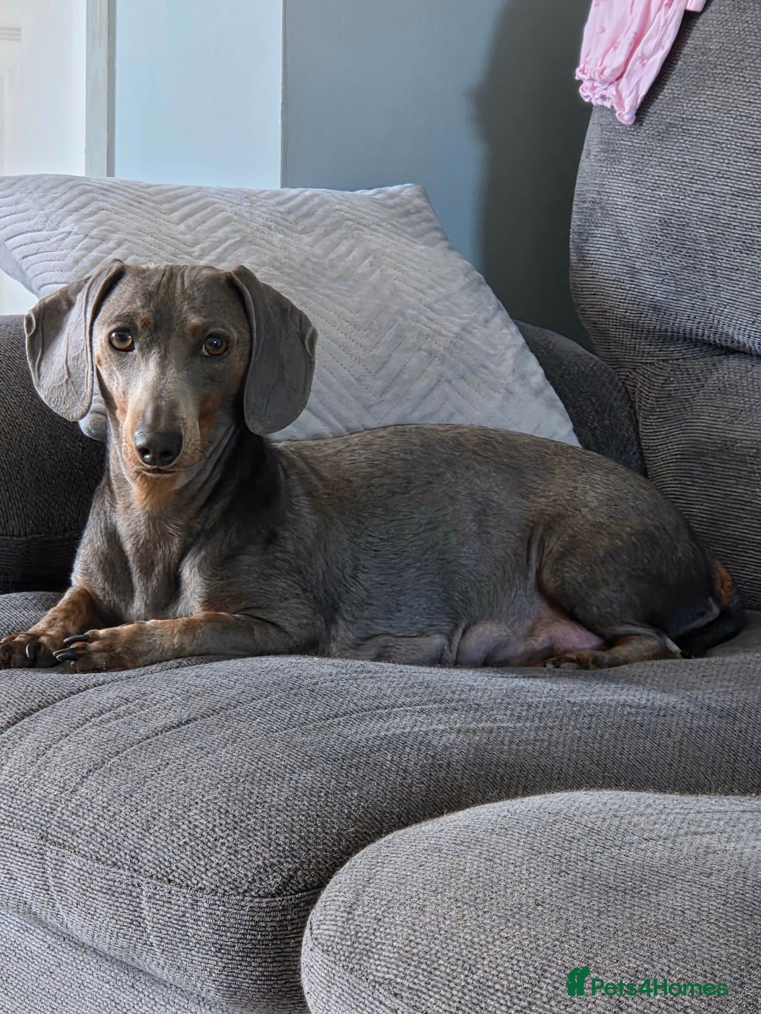 Dachshund dogs 2 blue and tan dachshund puppies  - Advert 1