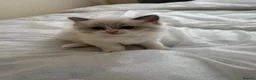 Ragdoll cats for sale: Gorgeous Ragdoll Kittens Looking for Loving Homes - Advert 24