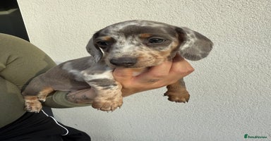 Miniature Dachshund dogs - Advert 4