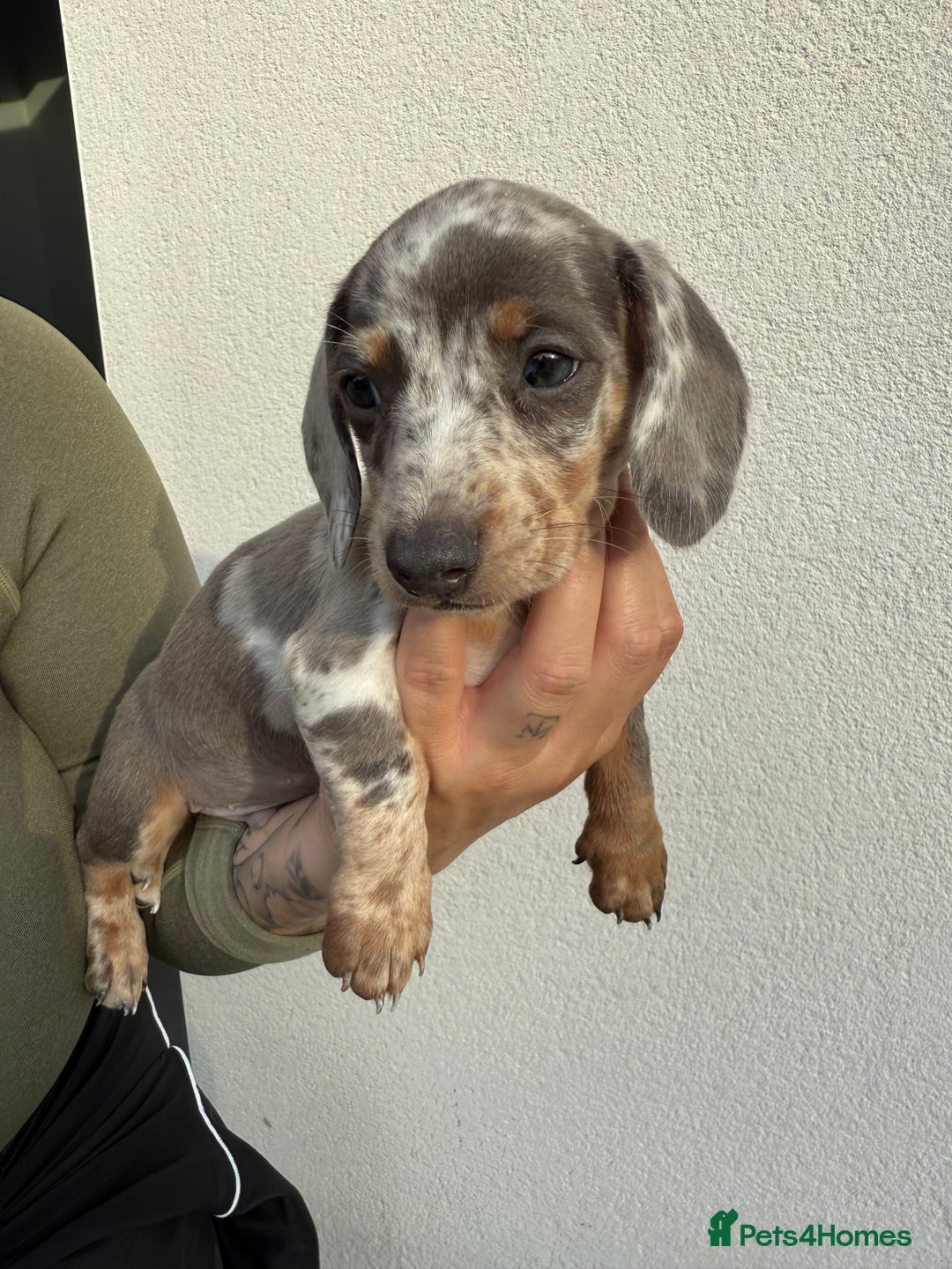 Miniature Dachshund dogs for sale: Miniature dachshund boys can leave today ❤️🤍  - Image 3