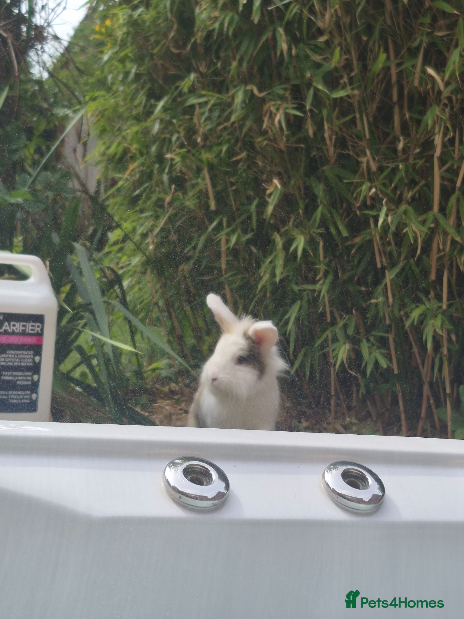 Lionhead rabbits Beautiful lion head rabbit  - Advert 1