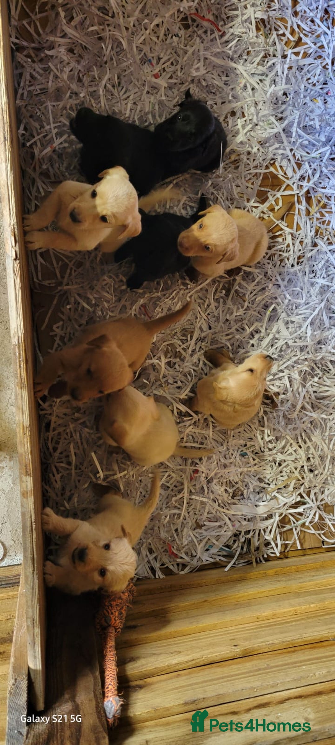 Labradoodle dogs for sale: F1b labradoodle,  back cross to a labrador - Image 36