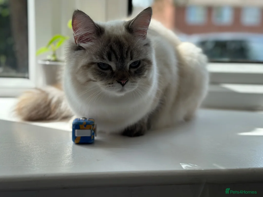 Ragdoll cats for sale: Ragdoll cross British longhair  in Bristol - Advert 1