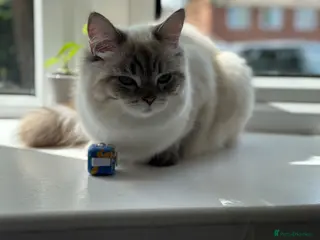 Ragdoll cats Ragdoll cross British longhair - Advert 13