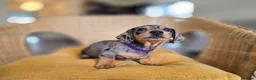 Miniature Dachshund dogs for sale: KC Registered Mini Dachshund Puppies. Rare colors - Advert 17