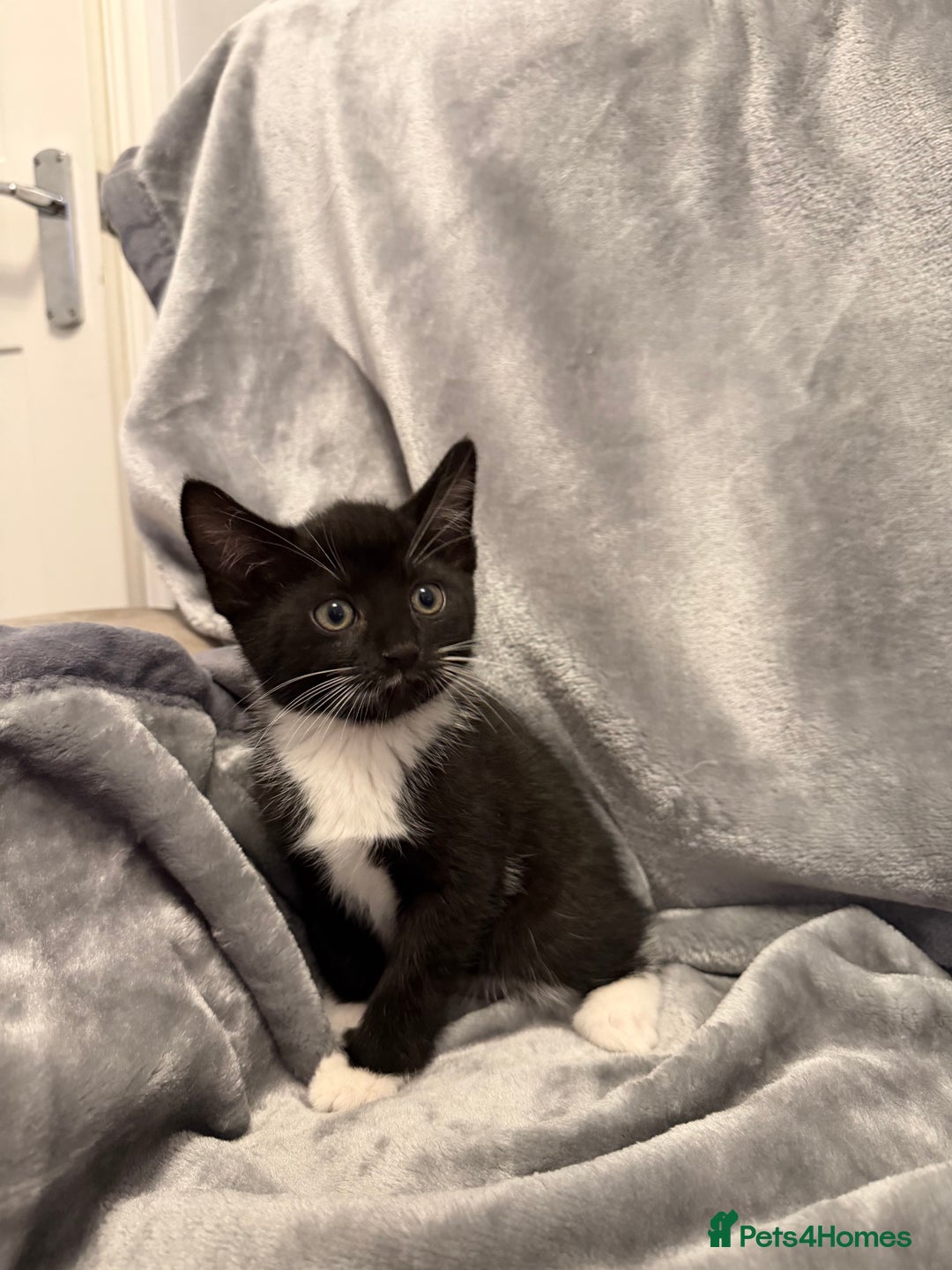 Mixed Breed cats for sale: 5 kittens for sale - Advert 14