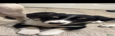 Border Collie 1