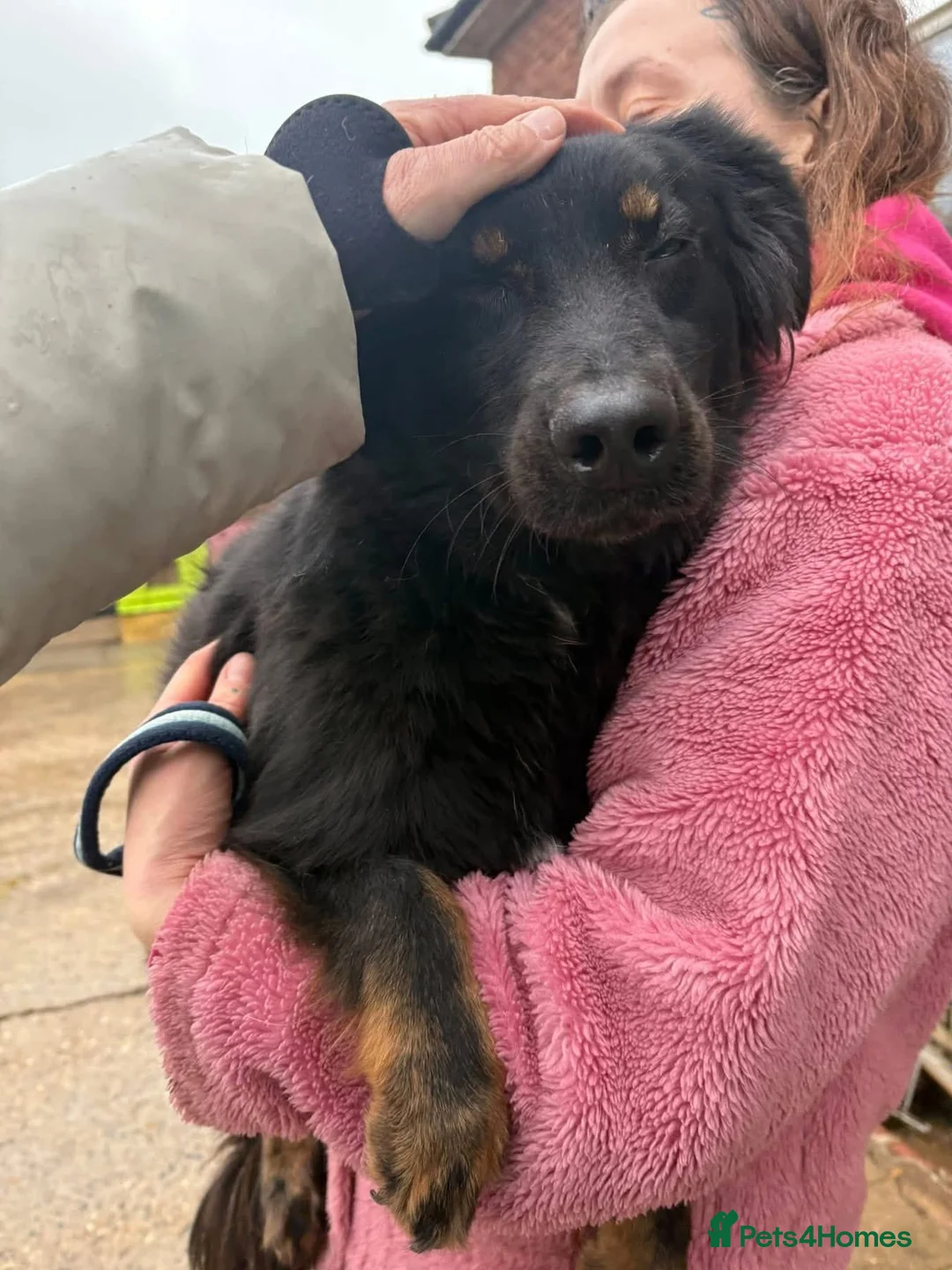 Mixed Breed dogs for adoption: Newton - Norwich Norfolk  - Advert 13