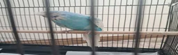Budgerigars birds for sale: Beautiful Budgie with cage  in Ashbourne - Advert 3