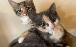 Domestic Shorthair cats for sale: 5 beautiful kittens  - Image 6