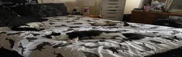 Norwegian Forest Cat cats for sale: Moo  £150 ONO - Advert 24