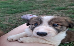 Border Collie dogs for sale: 7 border collie pups 🌟  - Image 2