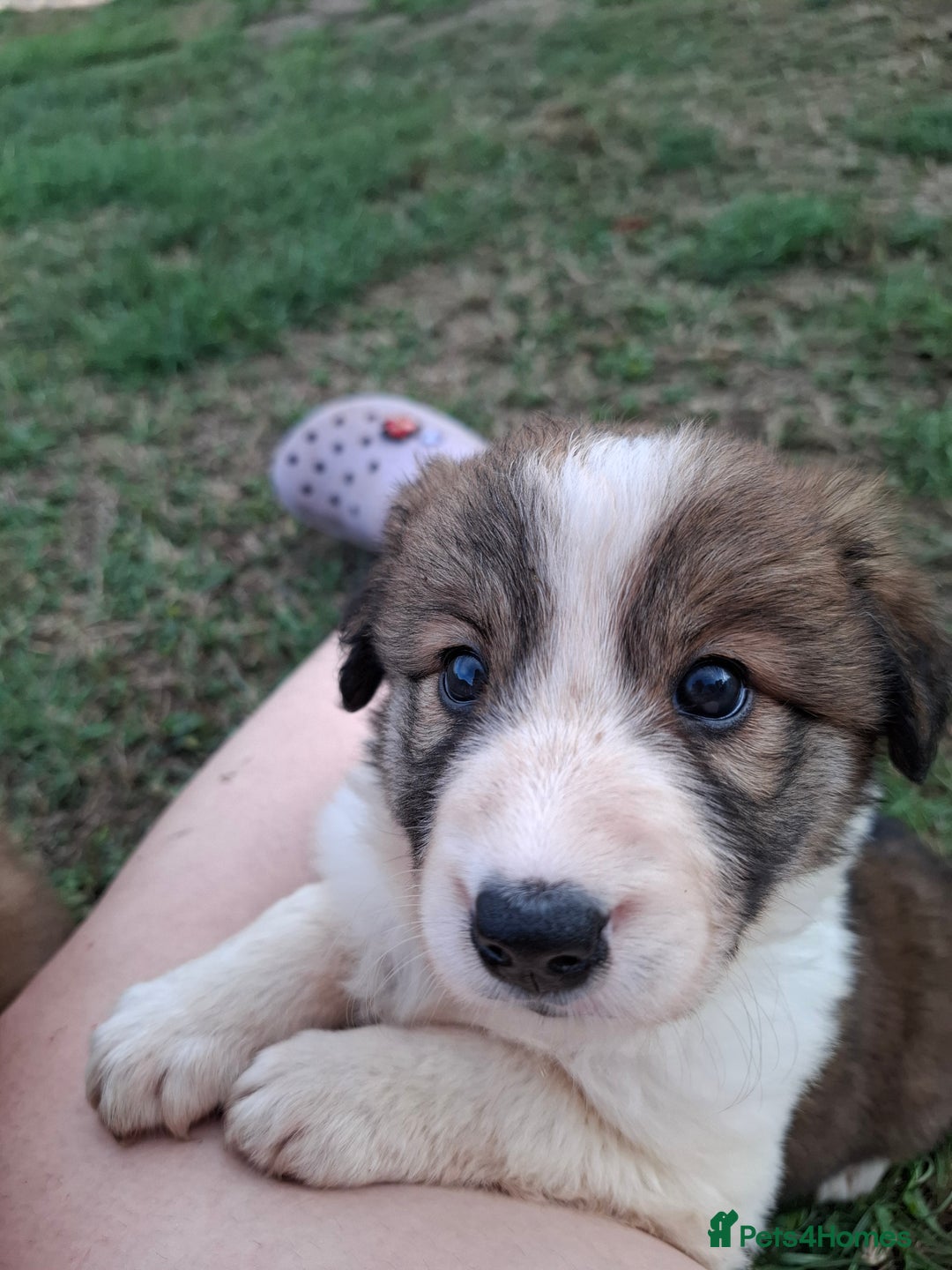 Border Collie dogs for sale: 7 border collie pups 🌟  - Image 2