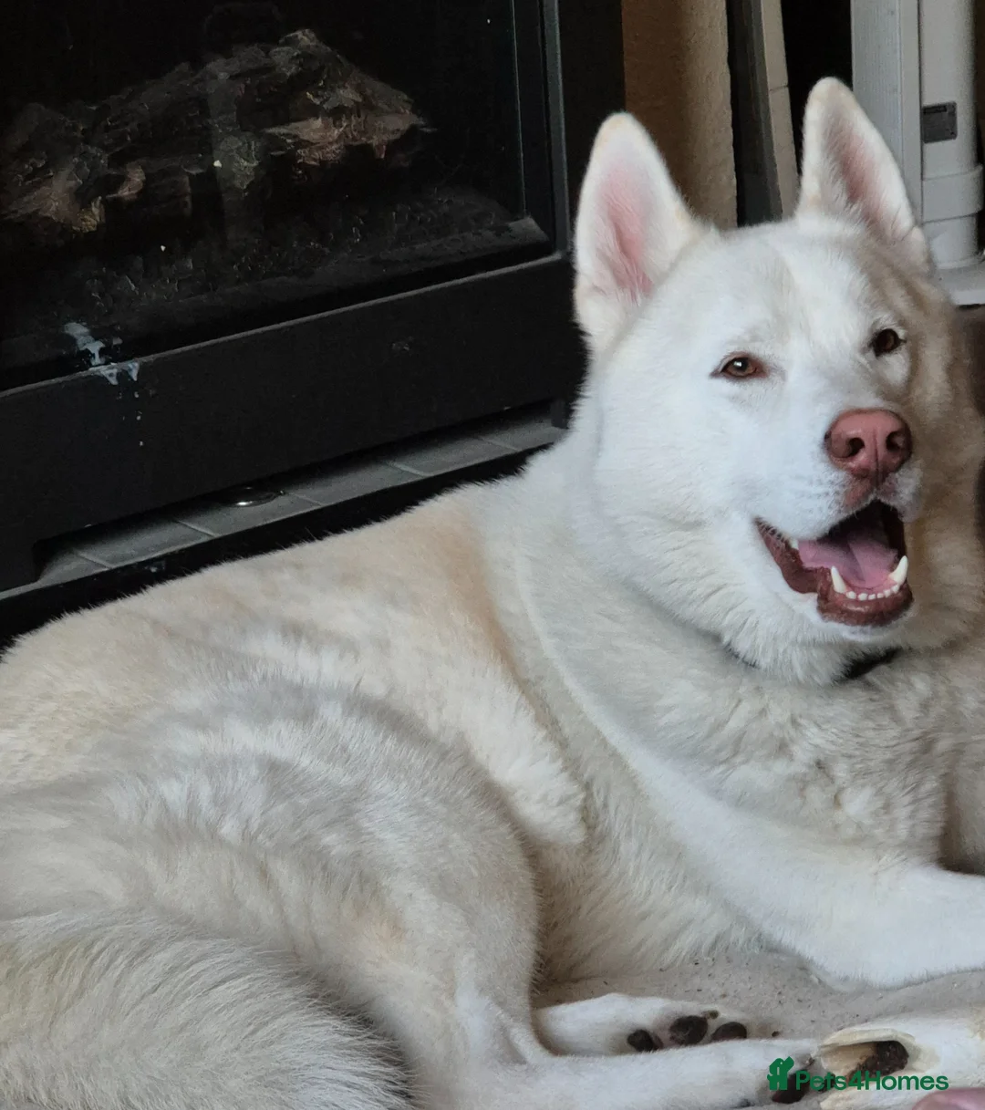 Siberian Husky dogs for sale: Beautiful husky boy - Advert 1