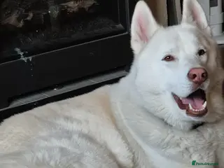 Siberian Husky dogs Beautiful husky boy - Advert 5