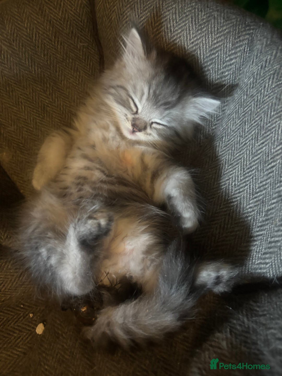 Persian cats for sale: Persian  - Image 4