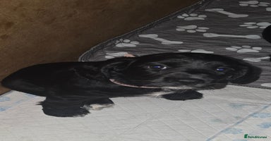 Sprocker dogs - Advert 4