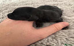 Cavapoo dogs for sale: ⭐ F1 Merle Cavapoos Extensively Health Tested⭐ - Image 7