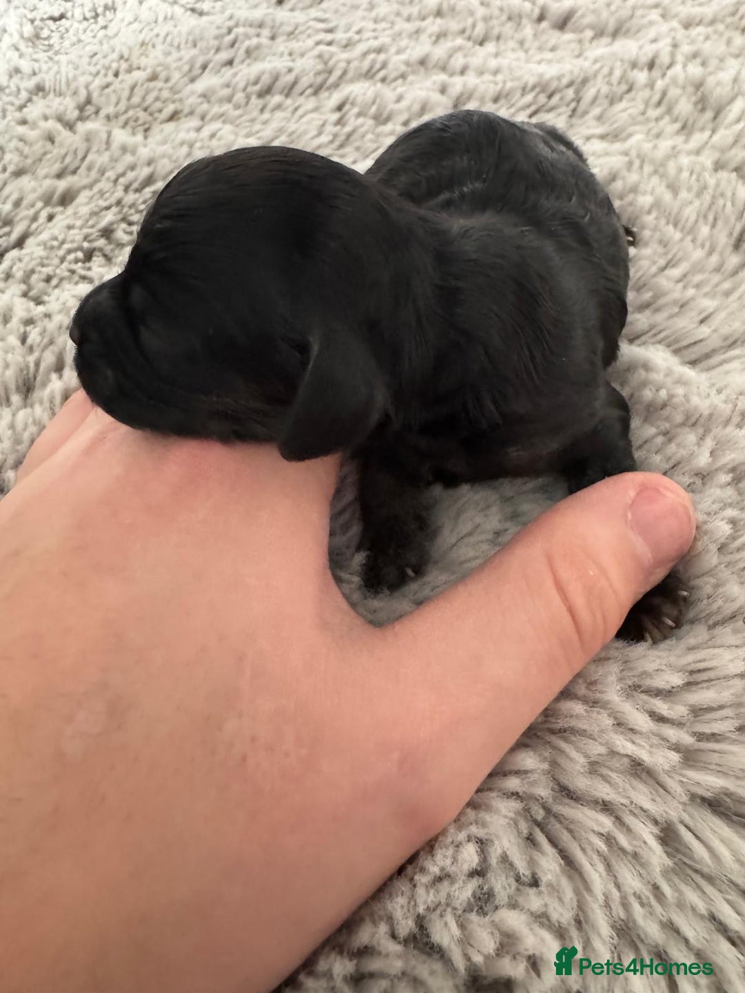 Cavapoo dogs for sale: ⭐ F1 Merle Cavapoos Extensively Health Tested⭐ - Image 7