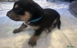 Mixed Breed dogs for sale: 8 beautiful pups, looking for forever home🐾 - Image 17