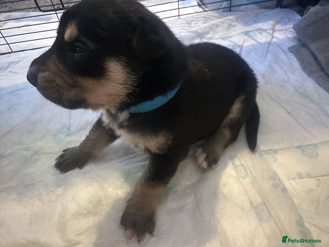 Mixed Breed dogs for sale: 8 beautiful pups, looking for forever home🐾 - Image 17