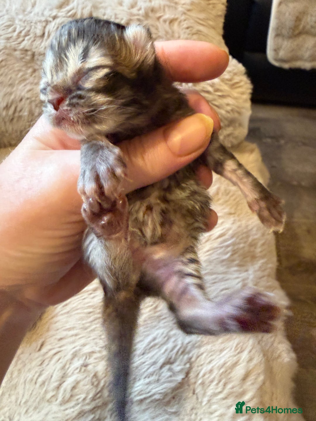 Exotic cats for sale: Beautiful exotic Persian babies - Advert 10