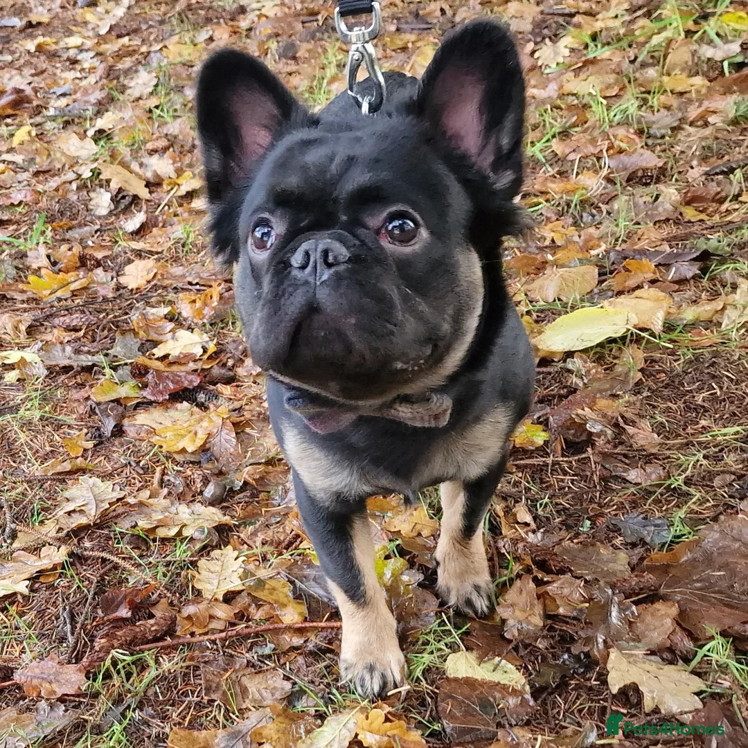 French Bulldog dogs for stud: Visual Fluffy French Bulldog Stud in Blairgowrie - Advert 5