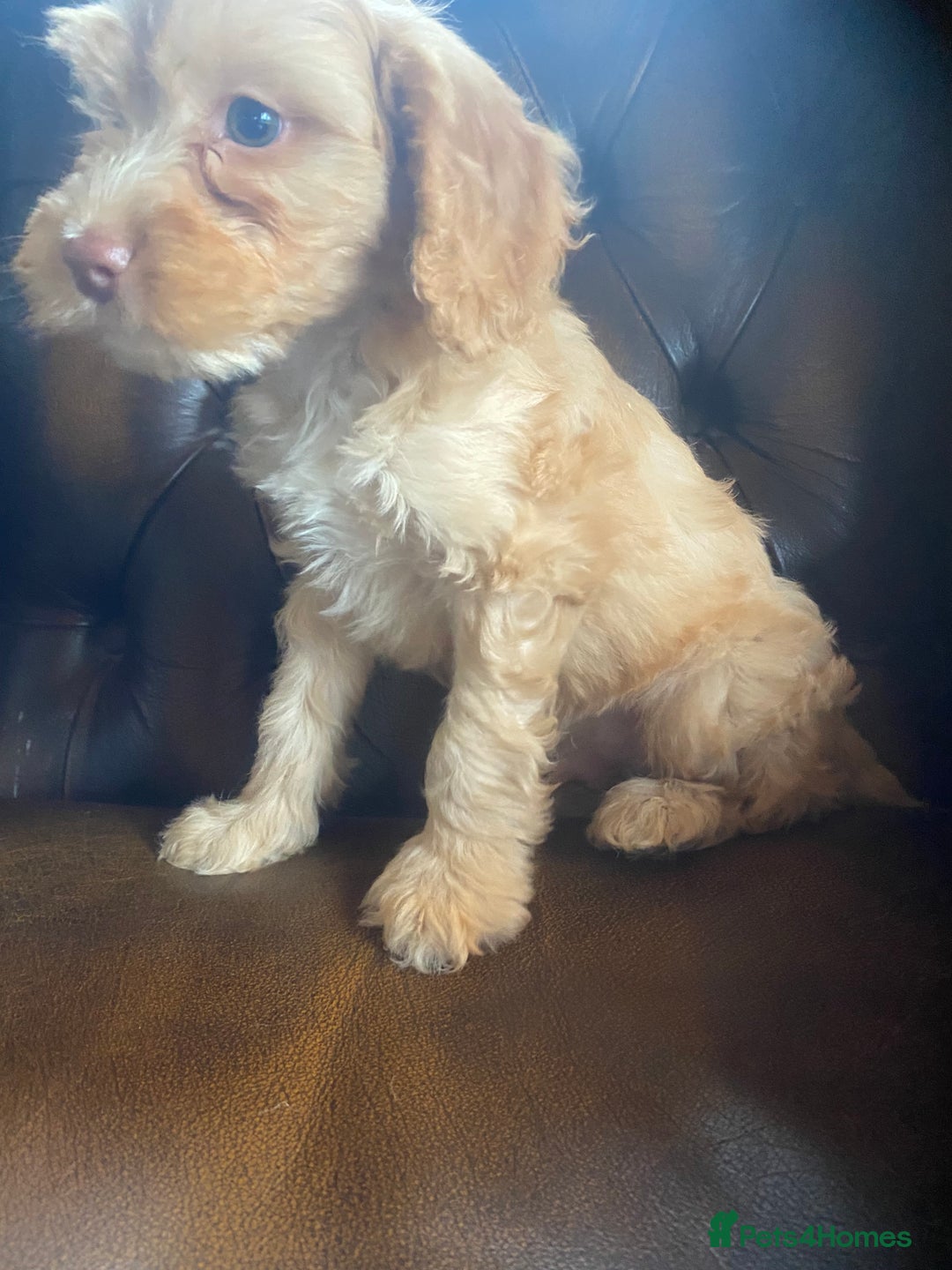 Cockapoo dogs for sale: Cockapoos  - Image 9