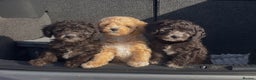Toy Poodle dogs for stud: Kc registered, dna tested health and colour - Advert 13