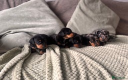 Miniature Dachshund dogs for sale: 🐾 Beautiful Miniature Dachshund 4 Girls 💕 🐾 - Image 2