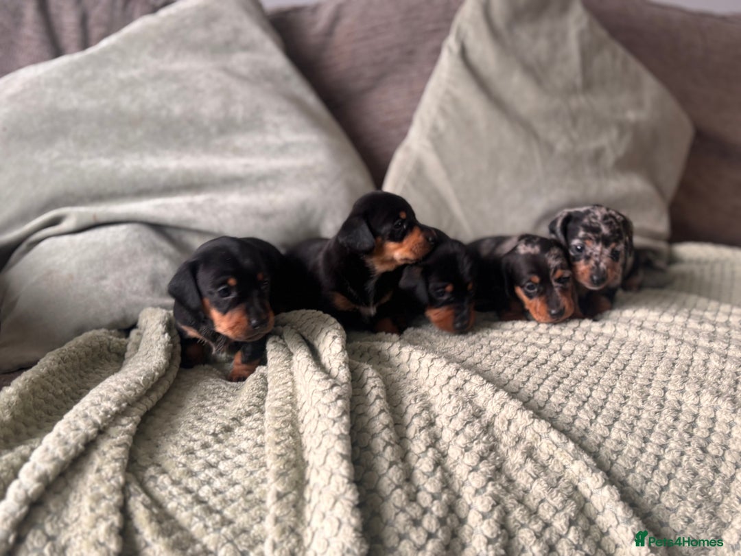 Miniature Dachshund dogs for sale: 🐾 Beautiful Miniature Dachshund 4 Girls 💕 🐾 - Image 2