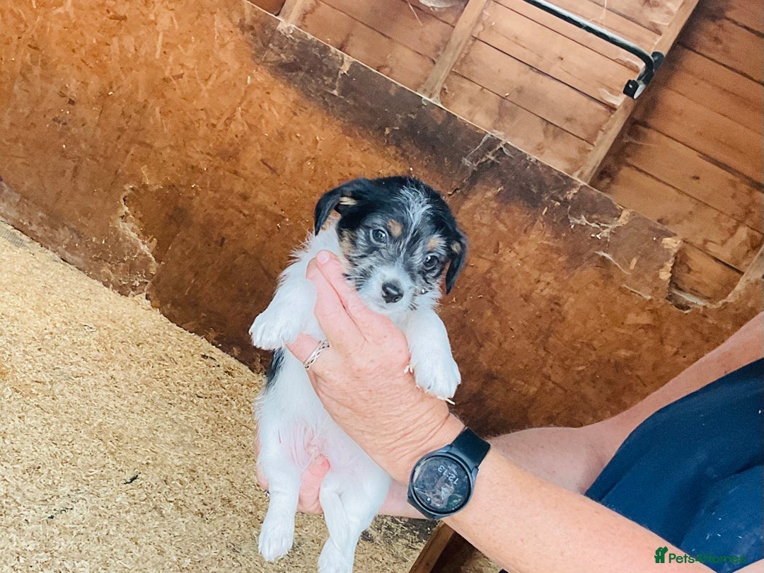 Jack Russell dogs for sale: Gorgeous Jack Russell puppies  - Image 9