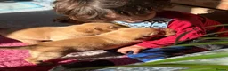 Labrador Retriever dogs for sale: 2 beautiful black boys and fox red girl - Labrador in Christchurch - Advert 8