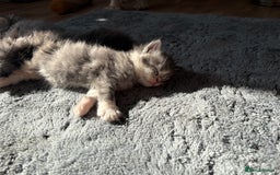 Maine Coon cats for sale: 3/4 maine coon kittens - Image 18