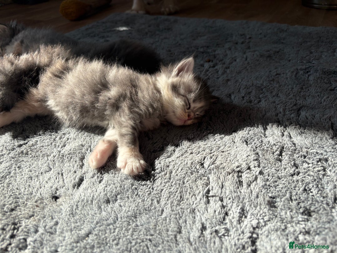 Maine Coon cats for sale: 3/4 maine coon kittens - Image 18