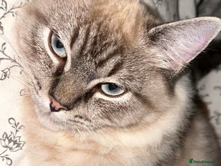 Ragdoll cats Ragdoll - Advert 15