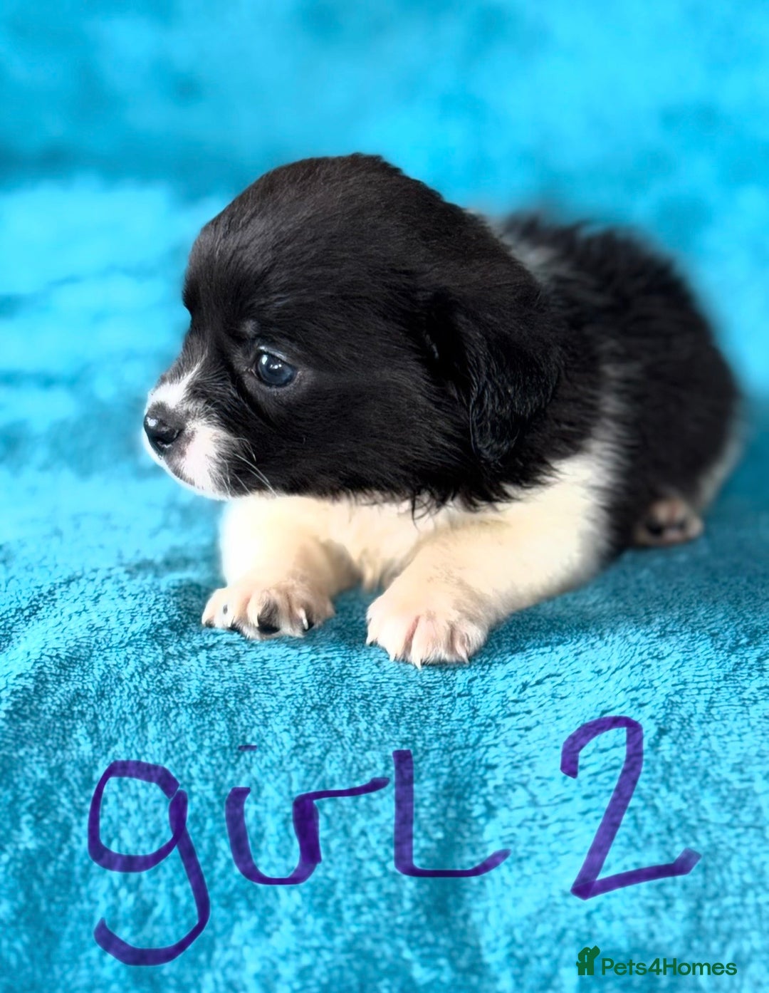 Mixed Breed dogs for sale: 3 CockerJack x Pomeranian Puppies - Advert 9