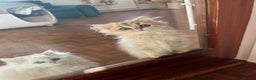 British Longhair cats for sale: Stunning British Longhair Kittens - Goldy & Snowy! - Advert 11