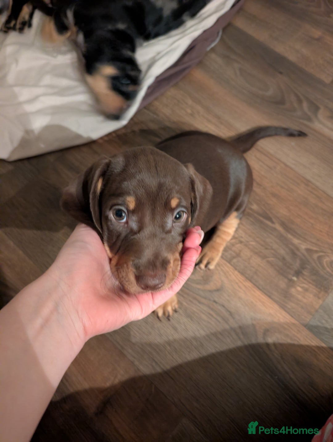 Dachshund dogs for sale: Daschund puppies  - Advert 6