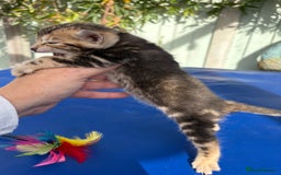 Keetso cats for sale: Stunning golden keetsos  - Image 32