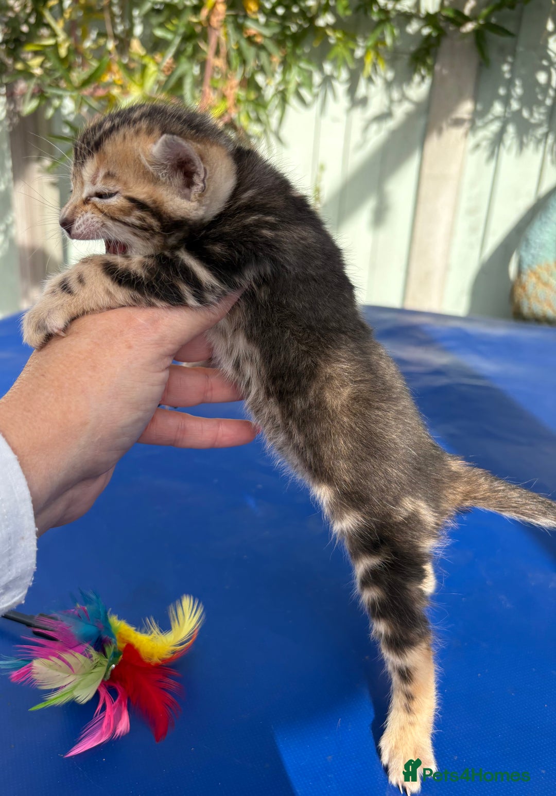 Keetso cats for sale: Stunning golden keetsos  - Image 32