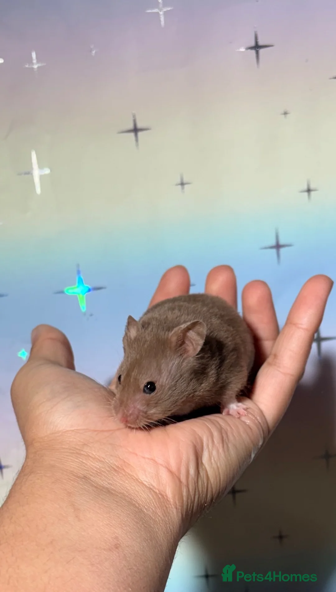Hamster rodents for sale: STUNNING TAME PEDIGREE SYRIAN HAMSTERS - Advert 17