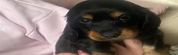 Miniature Dachshund dogs for sale: Adorable playful puppies - Advert 10