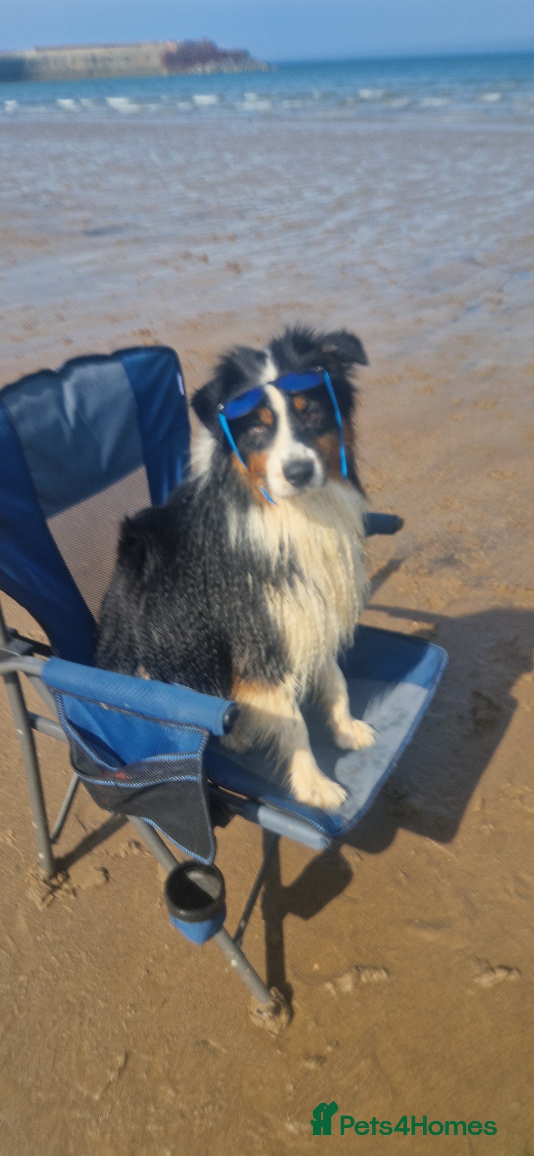 Australian Shepherd dogs for stud: Australian shepard for stud and proven - Advert 5