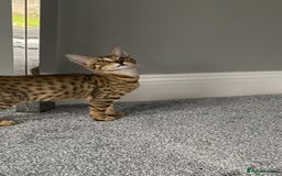 Chausie cats for sale: Savannah x Chausies - Image 2