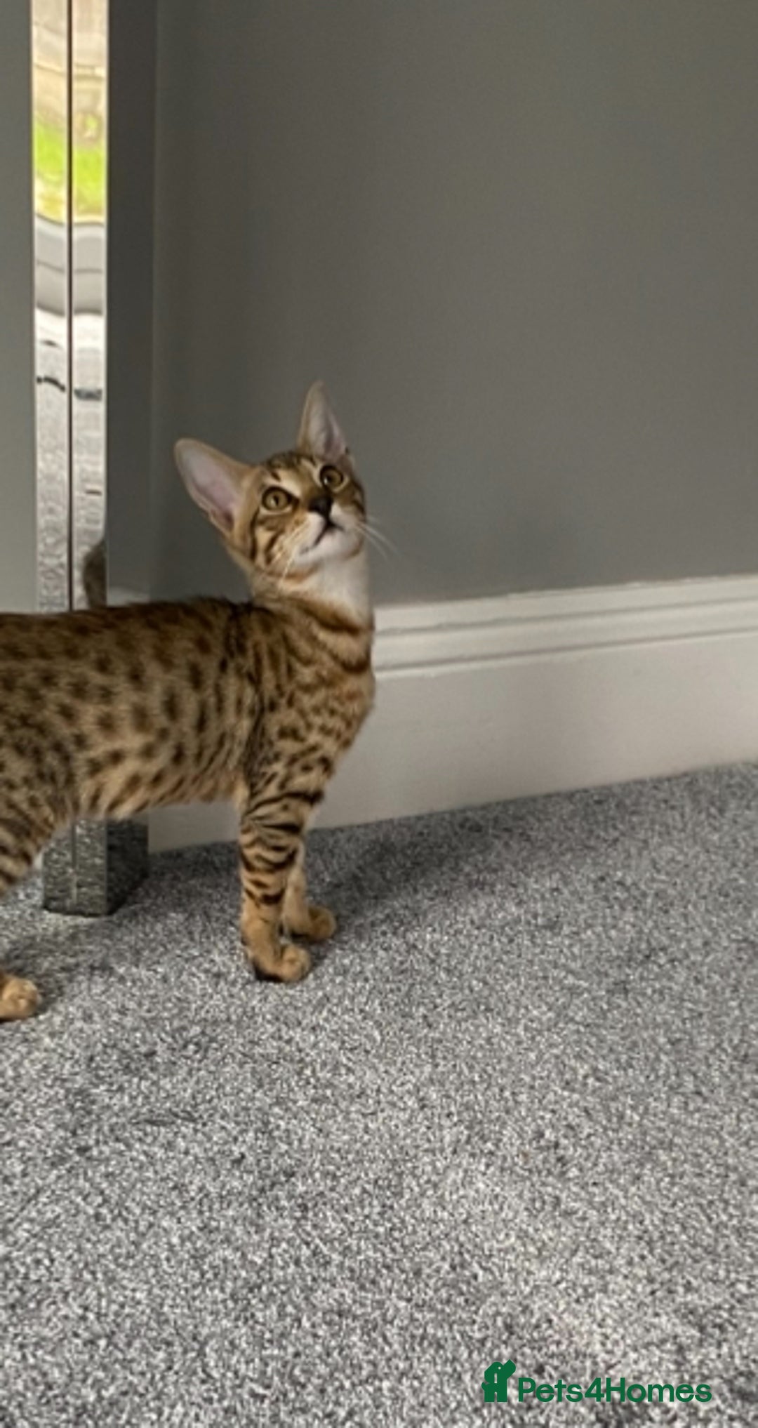 Chausie cats for sale: Savannah x Chausies - Image 2
