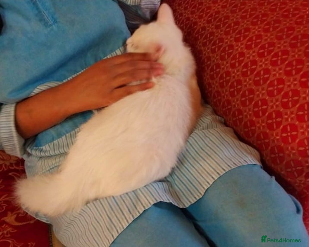 Mixed Breed cats for adoption: LUKI TURKISH ANGORA / JUNO SHORT HAIR BONDED PAIR  - Image 8