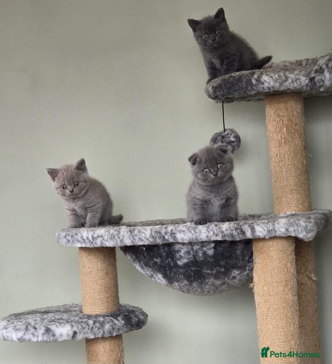 Scottish Fold cats 🐾 Beautiful Scottish Fold Kittens – £500 Each 🐾 - Advert 9