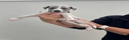 Whippet dogs for sale: KC whippet puppies  - Advert 15